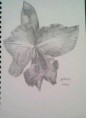 /album/photo-gallery-art-4-sale/a2013-04-27-14-37-21-jpg1/